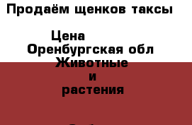 Продаём щенков таксы › Цена ­ 3 000 - Оренбургская обл. Животные и растения » Собаки   